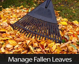 How To Manage Those Fallen Leaves